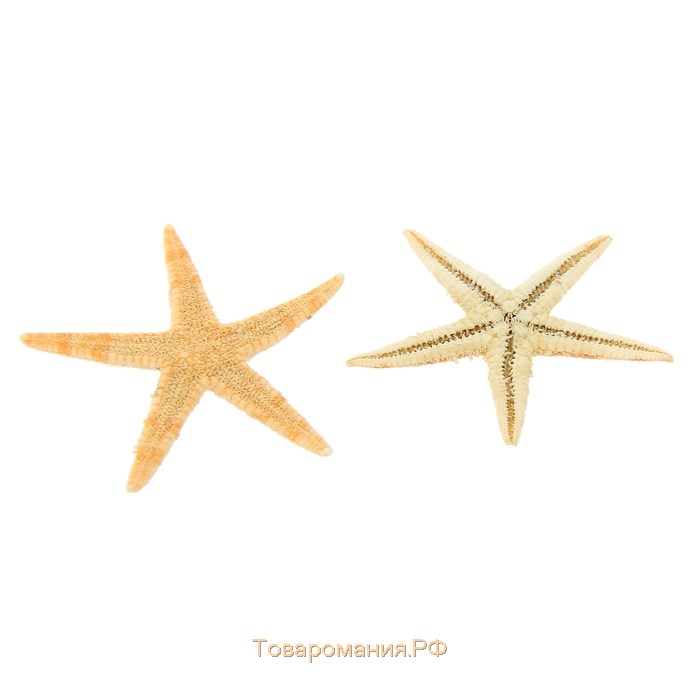 Набор натуральных морских звезд,  1,5 - 2,5 см, 20 шт